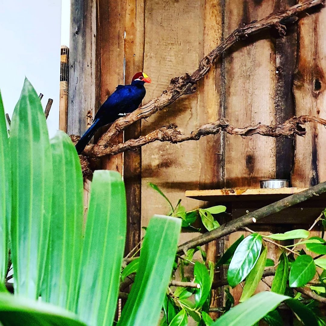 Violet Turaco - Musophaga violacea