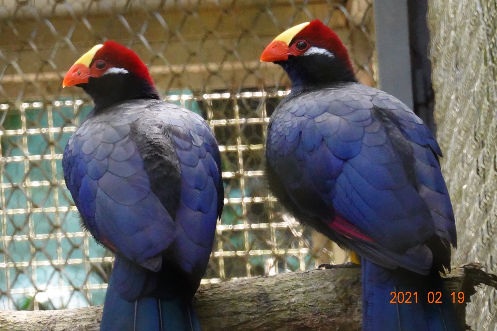 Violet Turaco (Musophaga violacea)