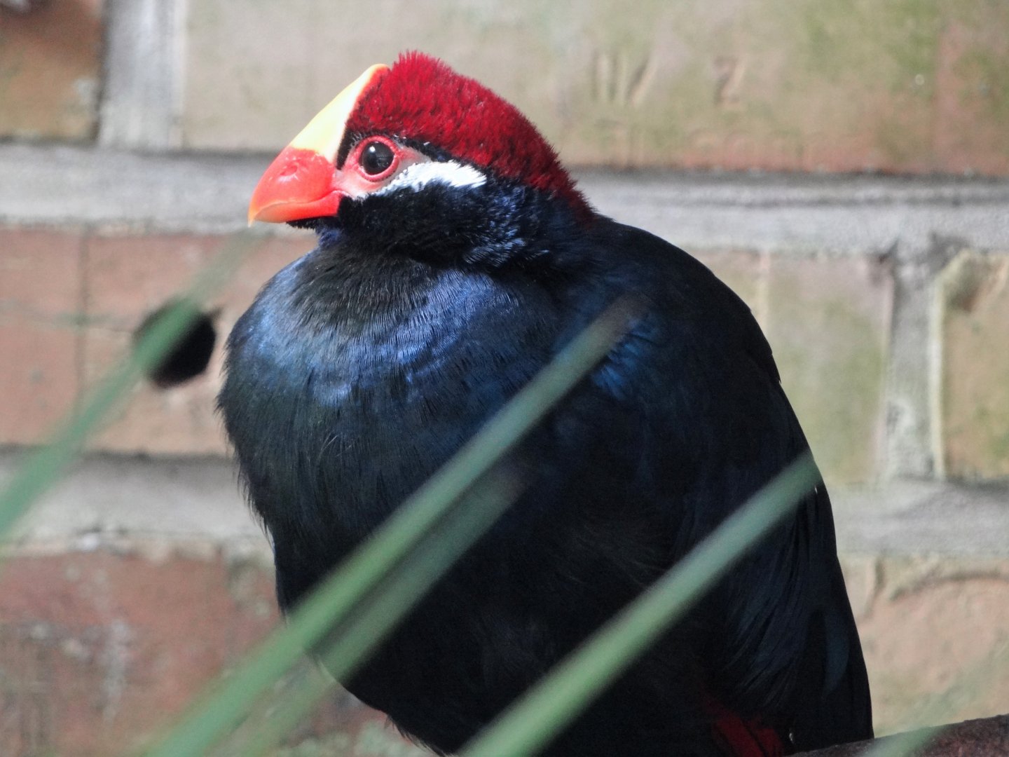 Violet turaco (Musophaga violacea)