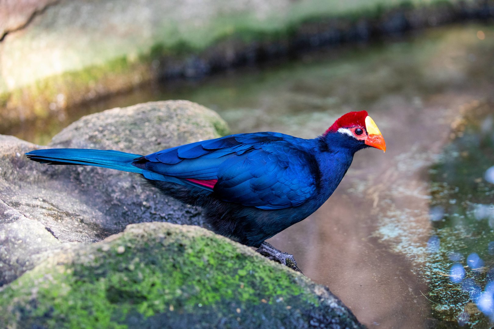 Violet turaco (Musophaga violacea)
