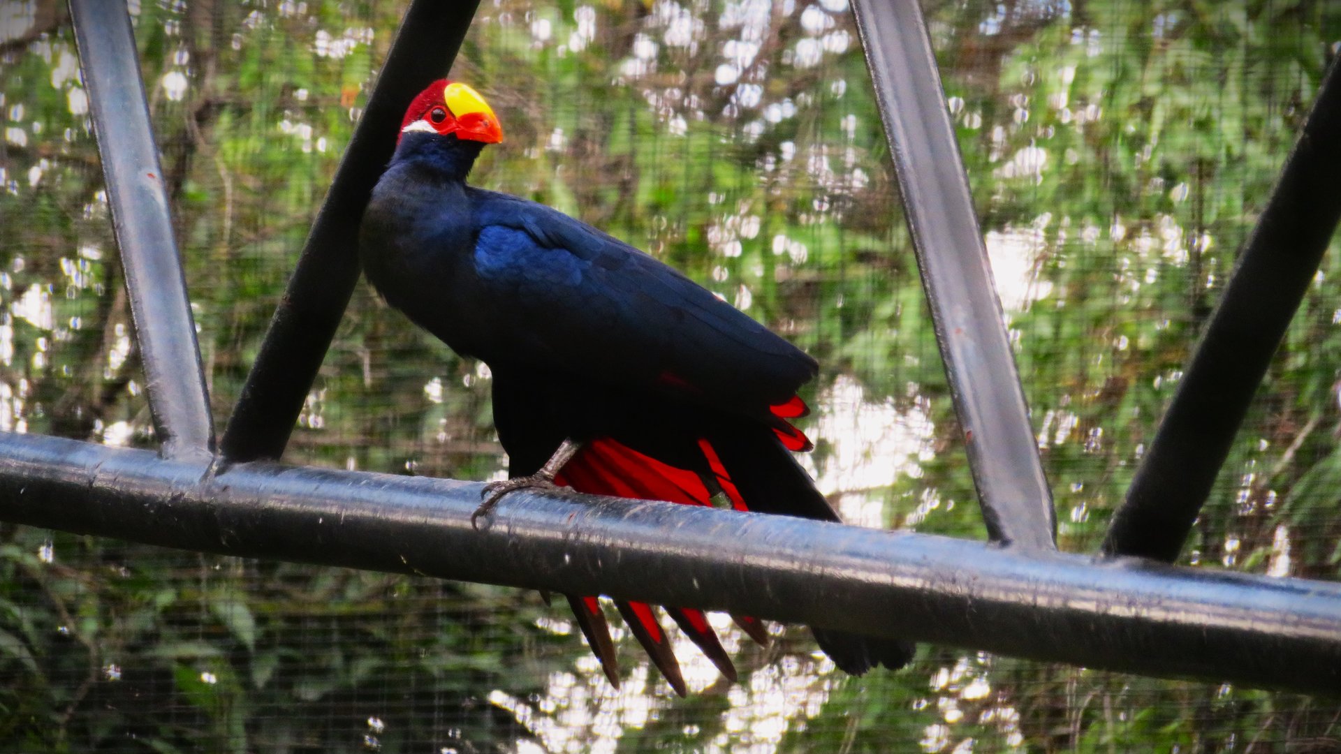Violet Turaco (Musophaga violacea)