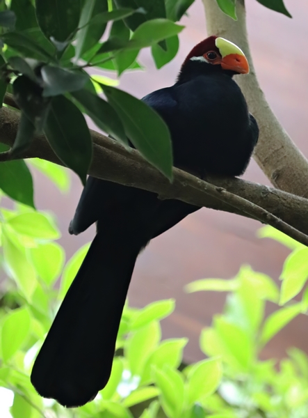 Violet turaco (Musophaga violacea)