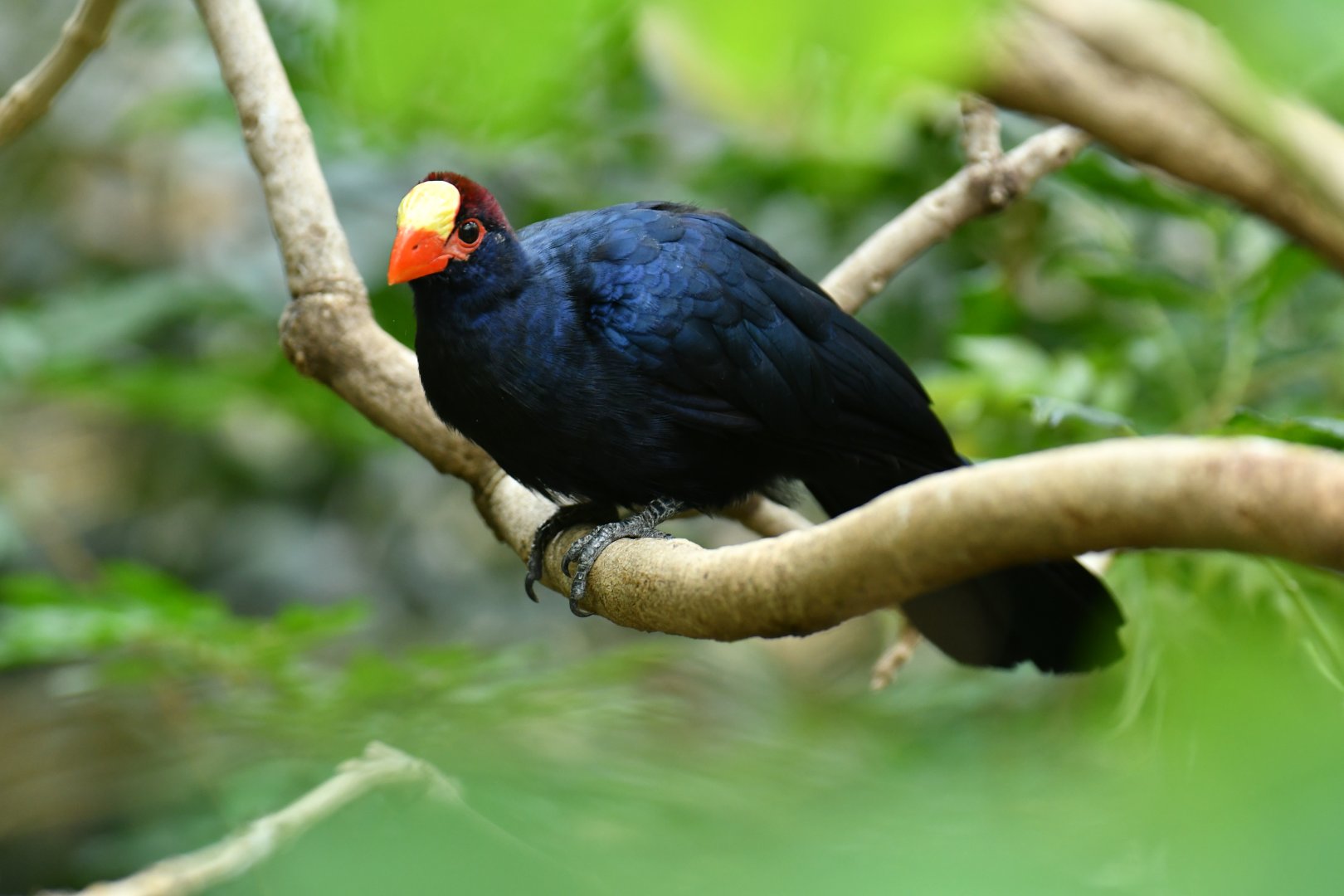 Violet turaco (Musphaga violacea)