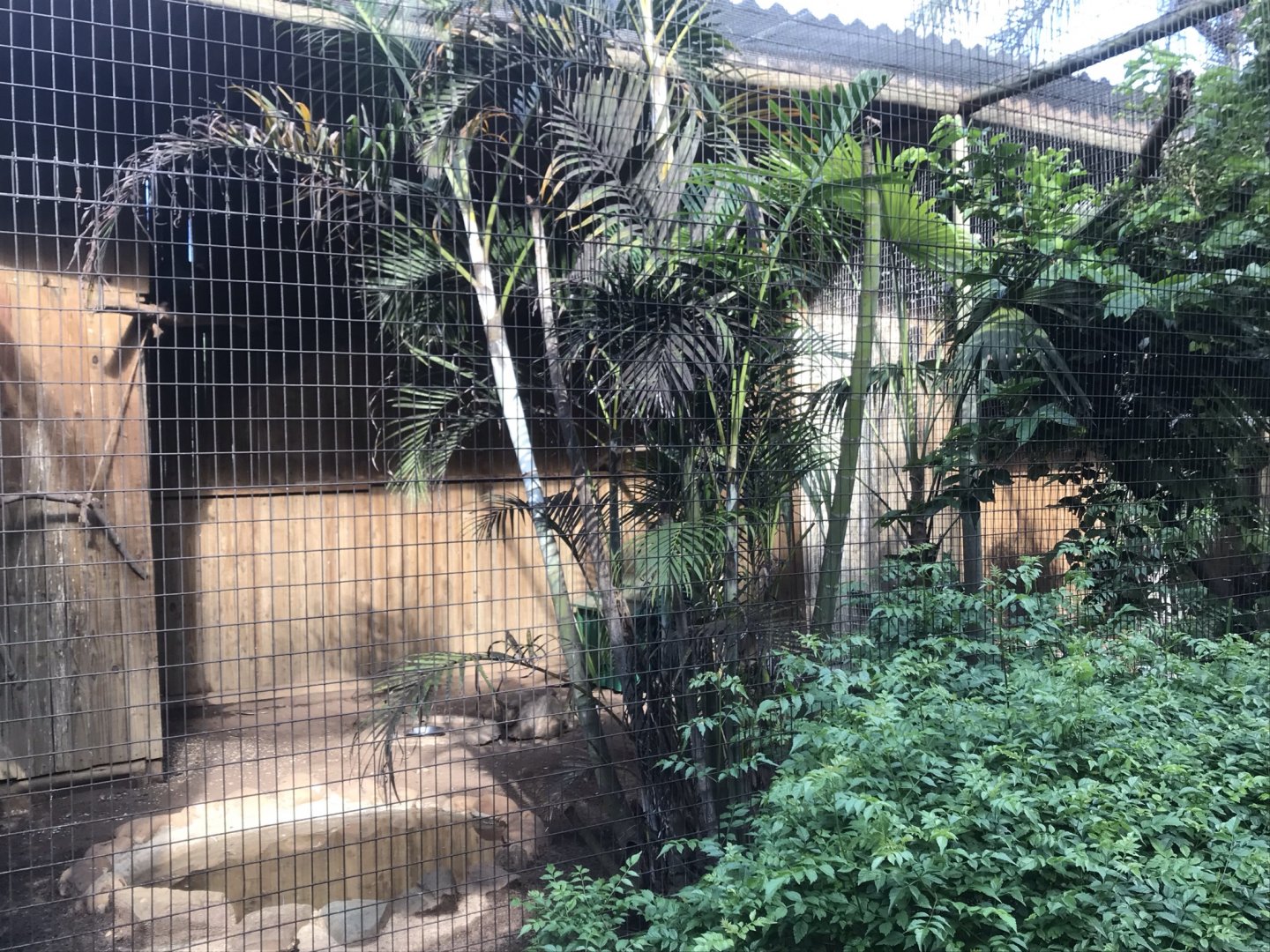 Violet Turaco/Scheepmaker’s Crowned Pigeon