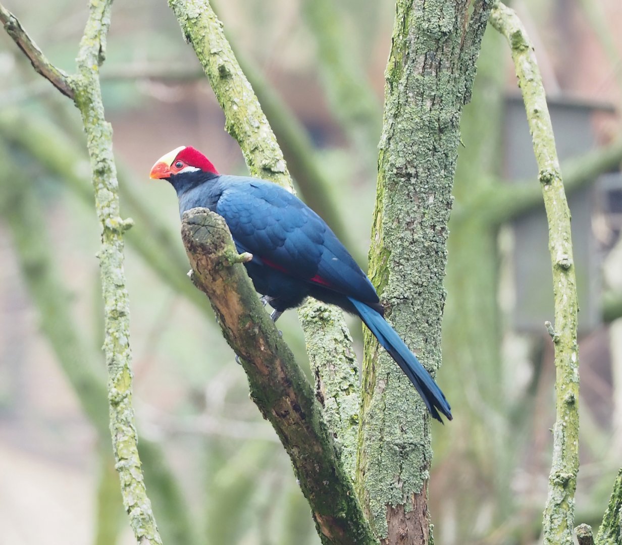 Violet turaco (Tauraco violaceus), 2023-04-08