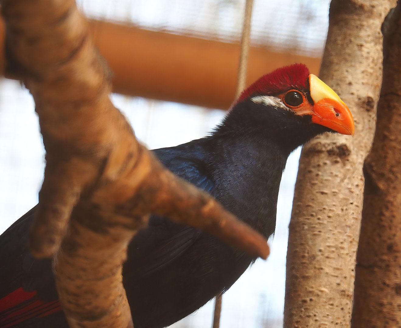Violet turaco (Tauraco violaceus), 2023-05-19