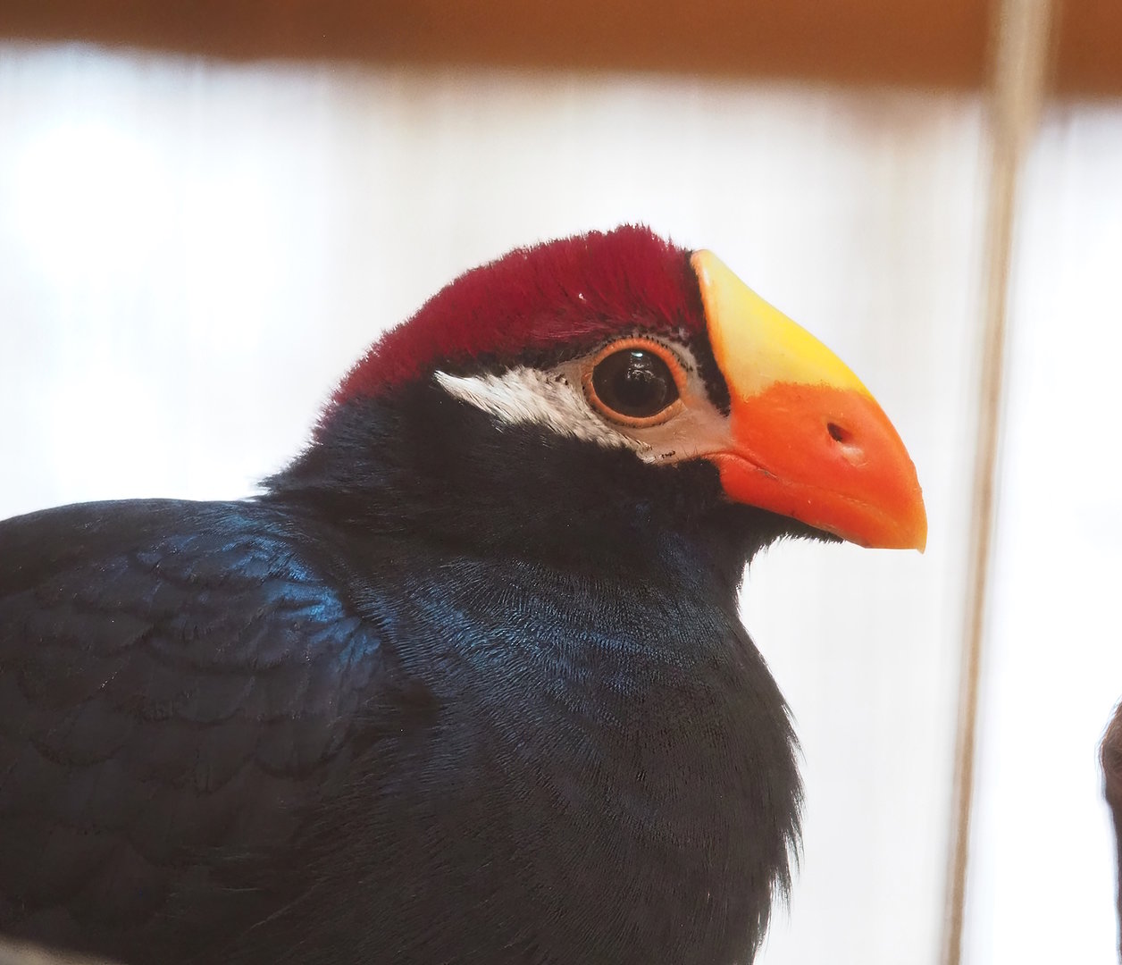 Violet turaco (Tauraco violaceus), 2023-05-19