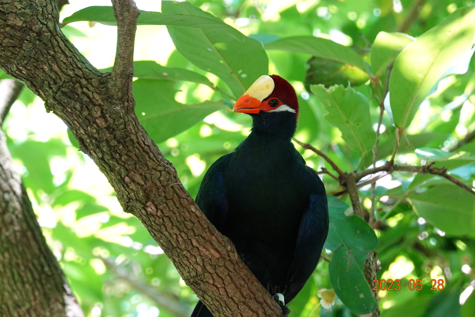 Violet Turaco (Tauraco violaceus)