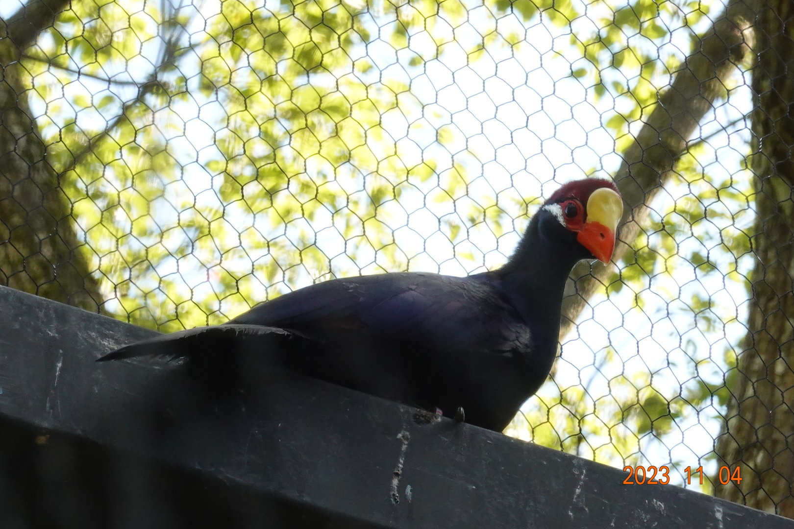 Violet Turaco (Tauraco violaceus)