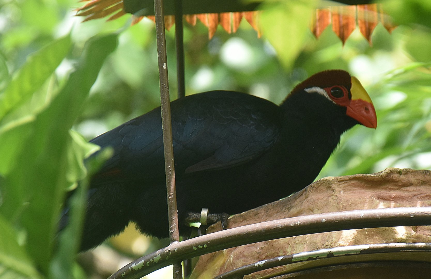 Violet Turaco (Tauraco violaceus)