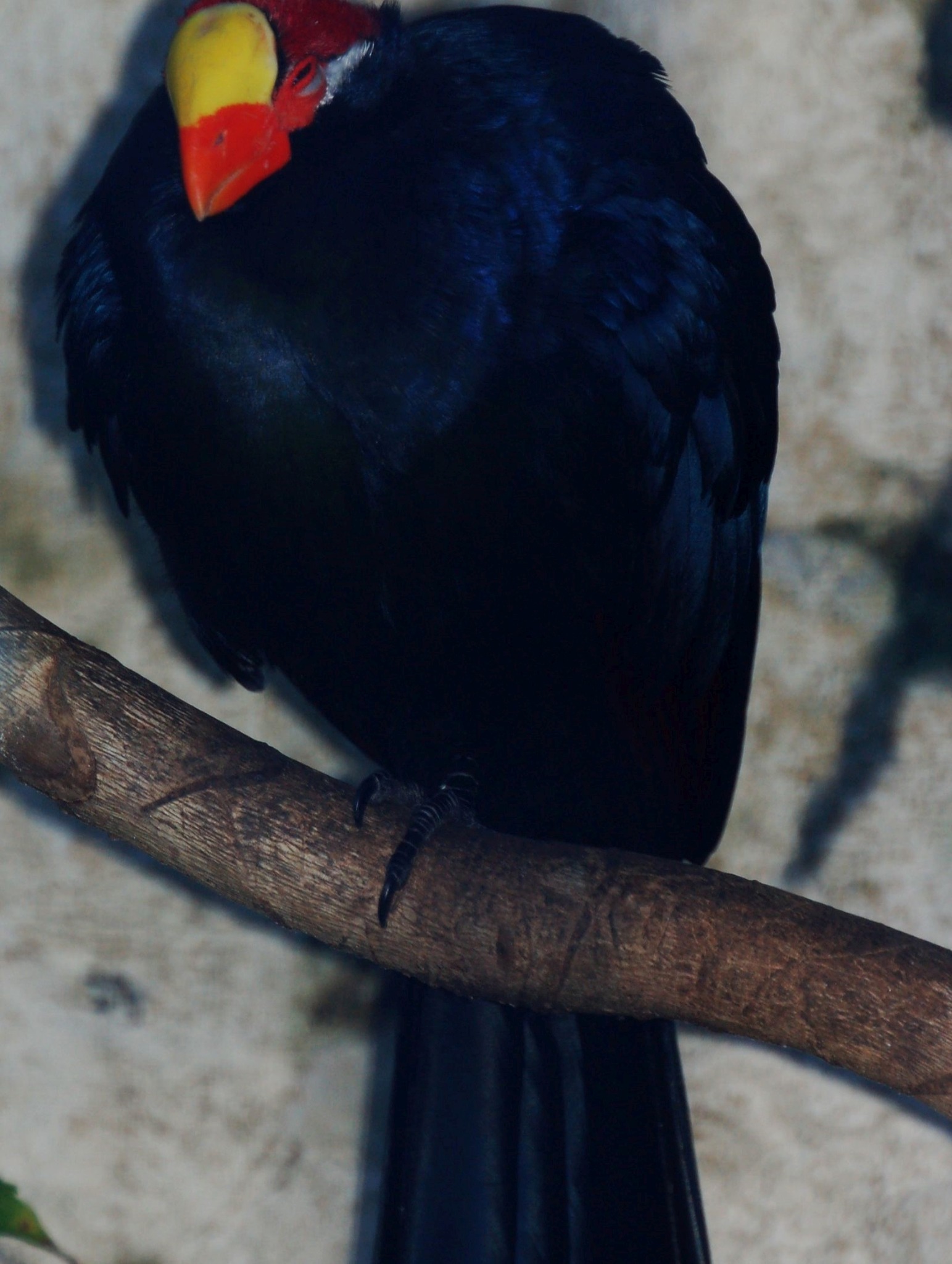Violet Turaco - Tauraco violaceus