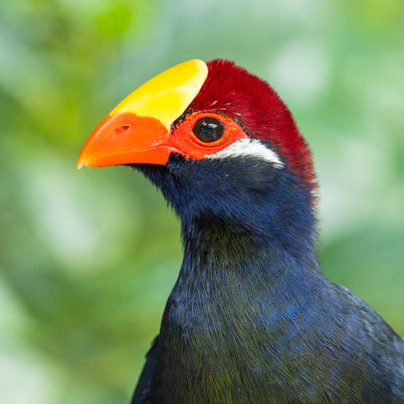 Violet Turaco (Tauraco Violaceus)