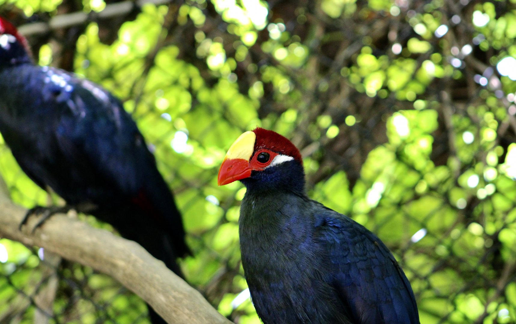 Violet Turaco (Tauraco violaceus)