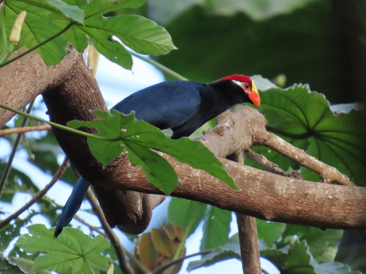 Violet Turaco (Tauraco violaceus)