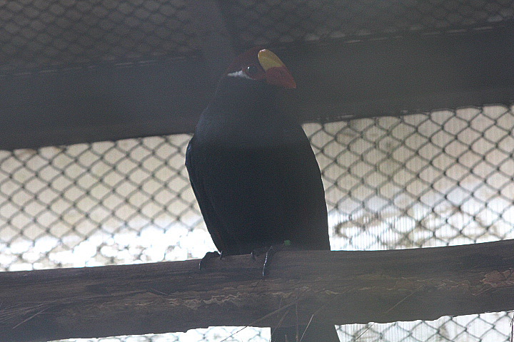 Violet turaco (Tauraco violaceus)
