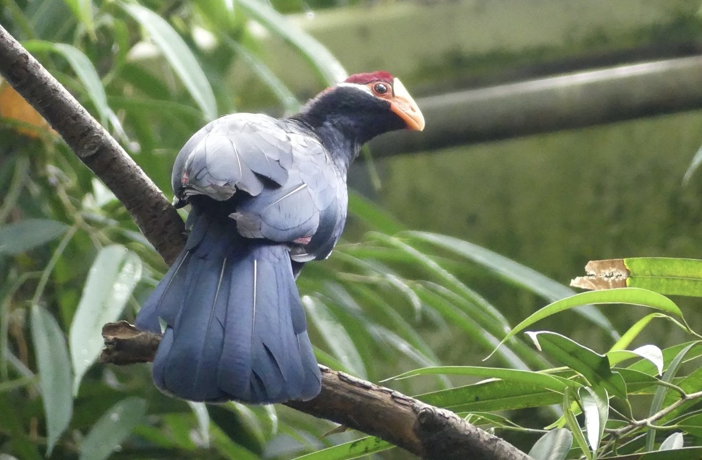 Violet Turaco - Zoo København - 26.05.25
