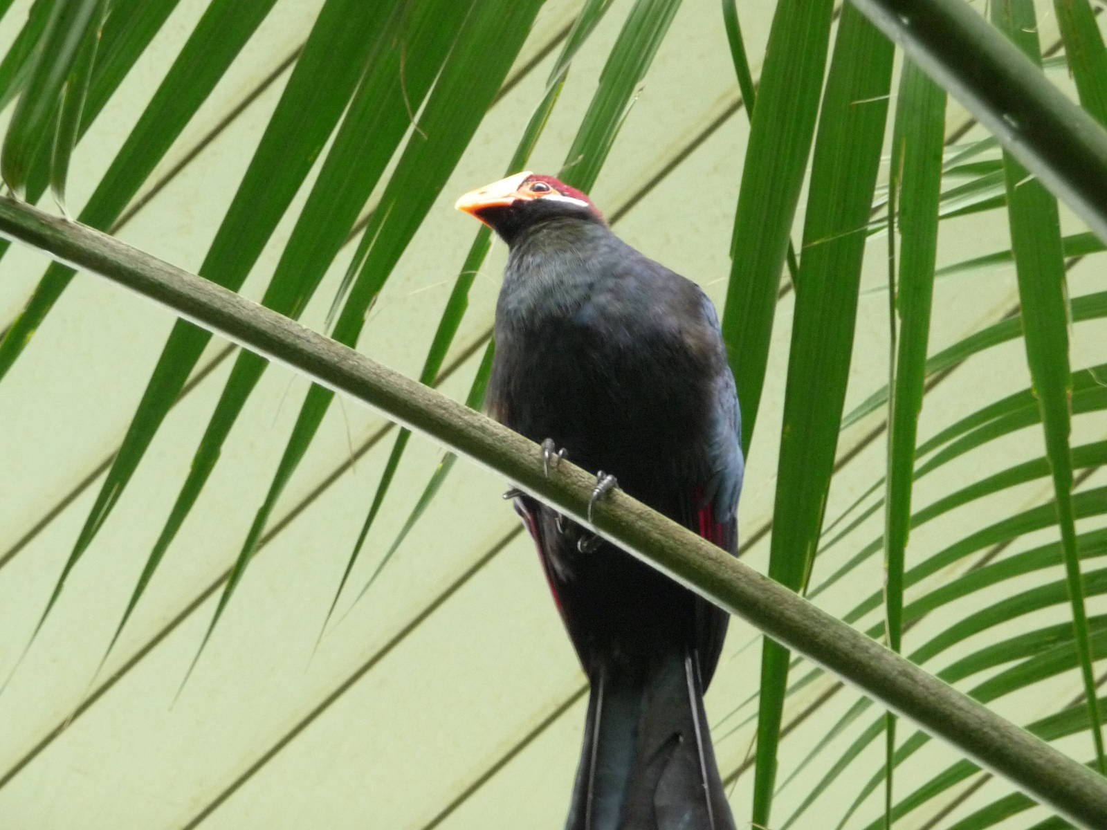 Violet Turaco