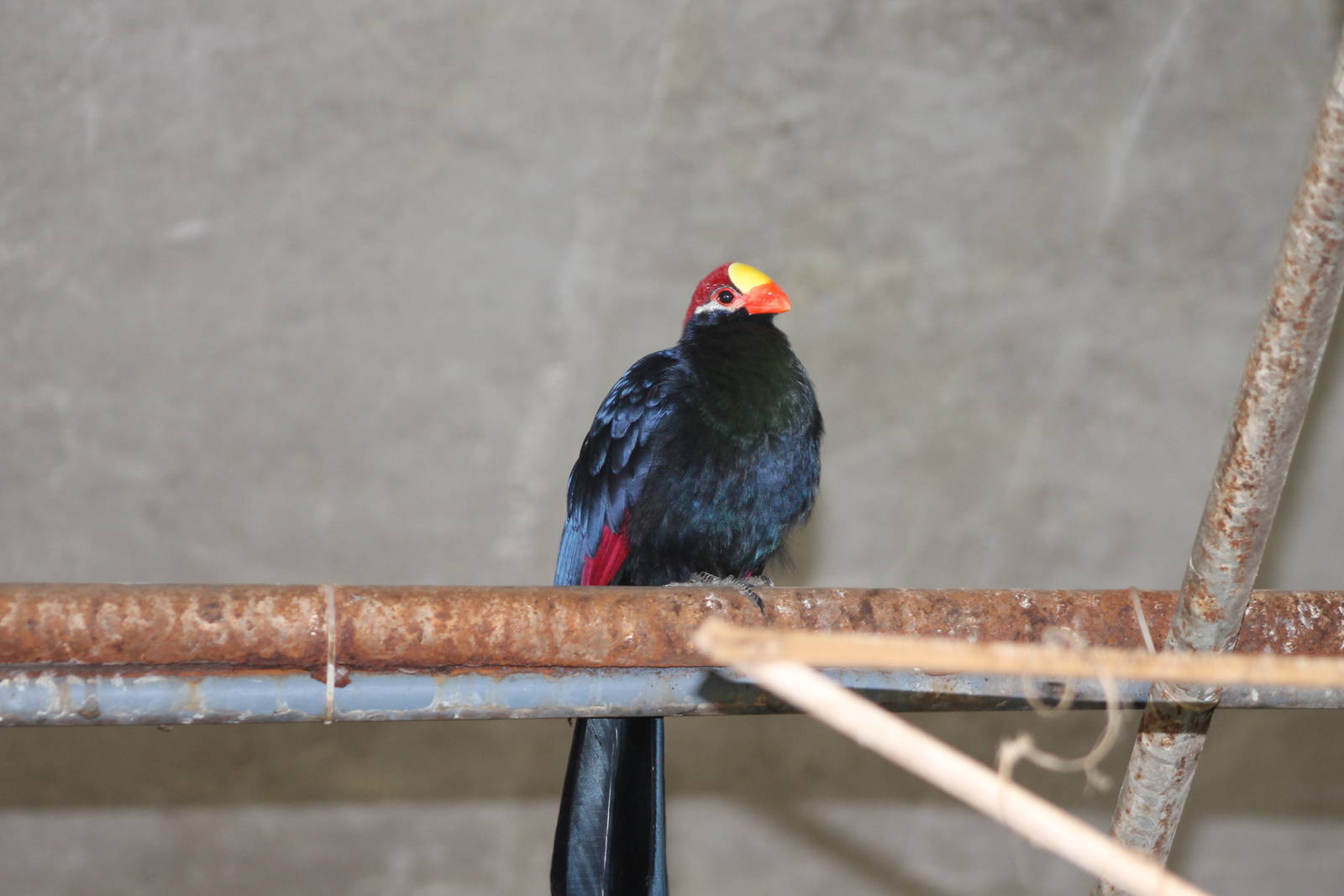 violet turaco