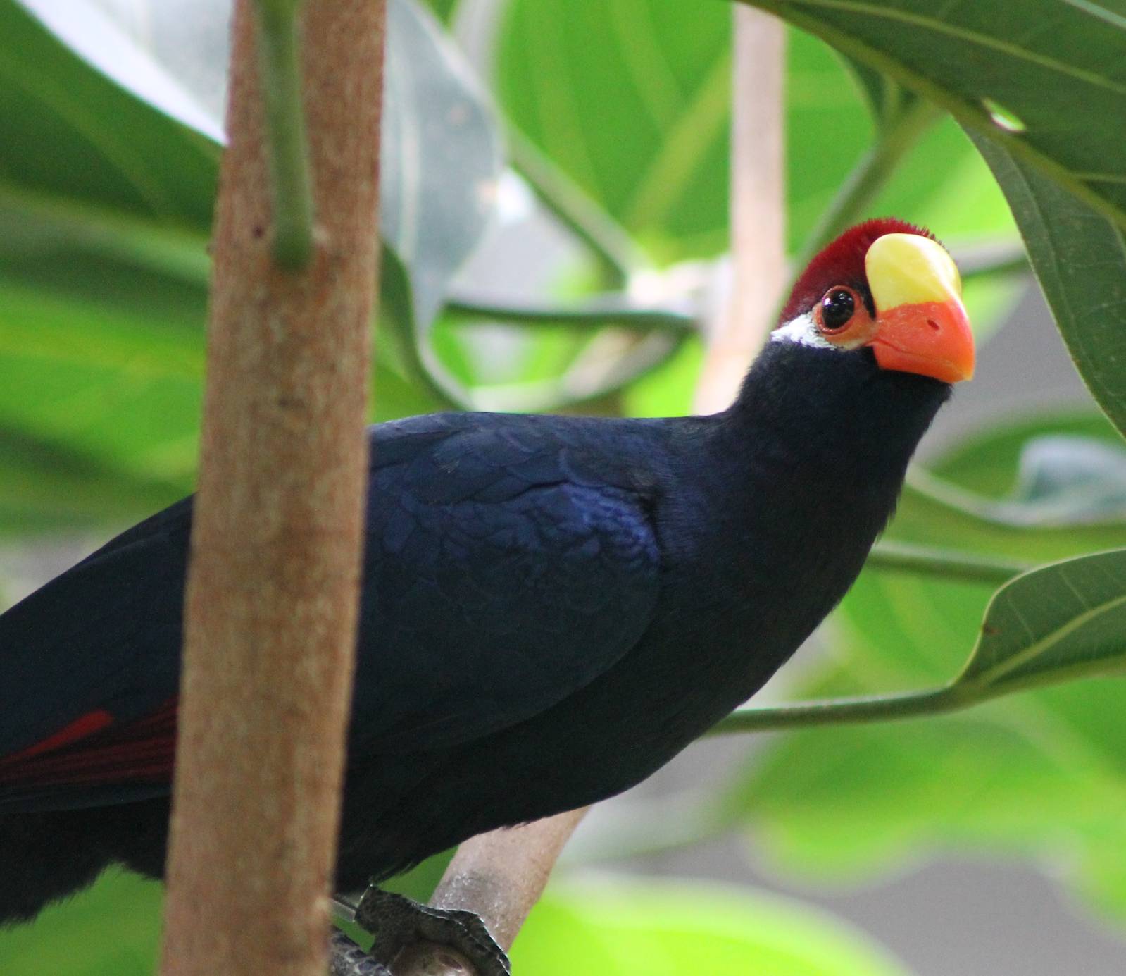 Violet turaco