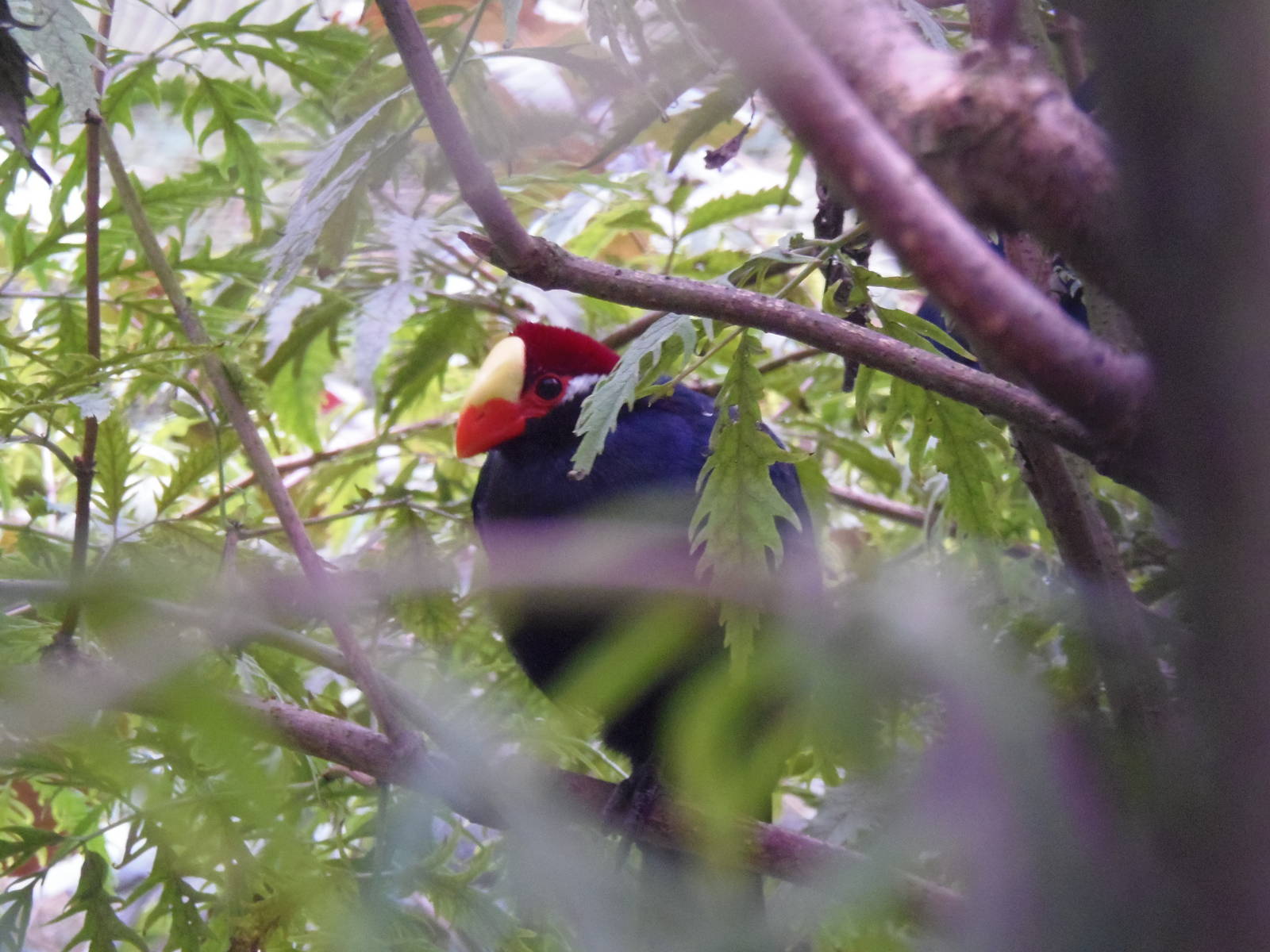 Violet turaco