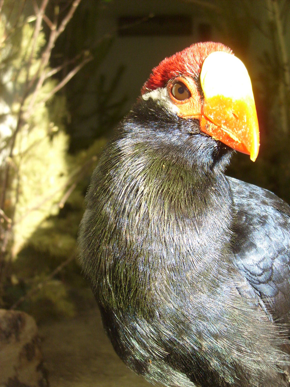 Violet Turaco