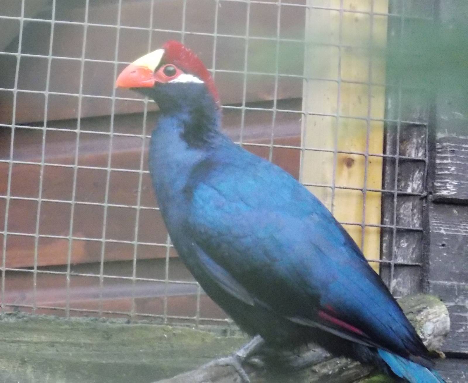 Violet Turaco