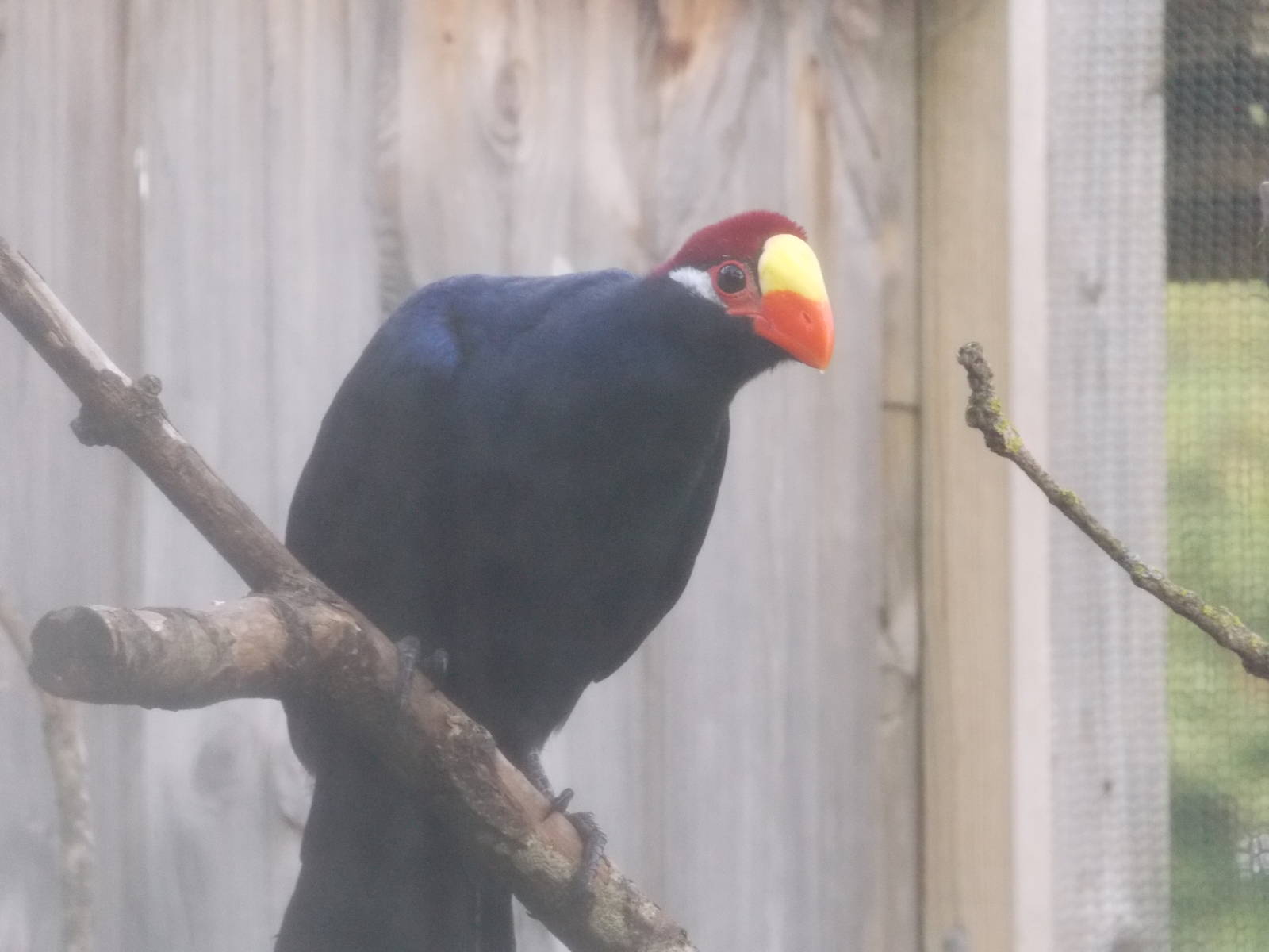 Violet Turaco