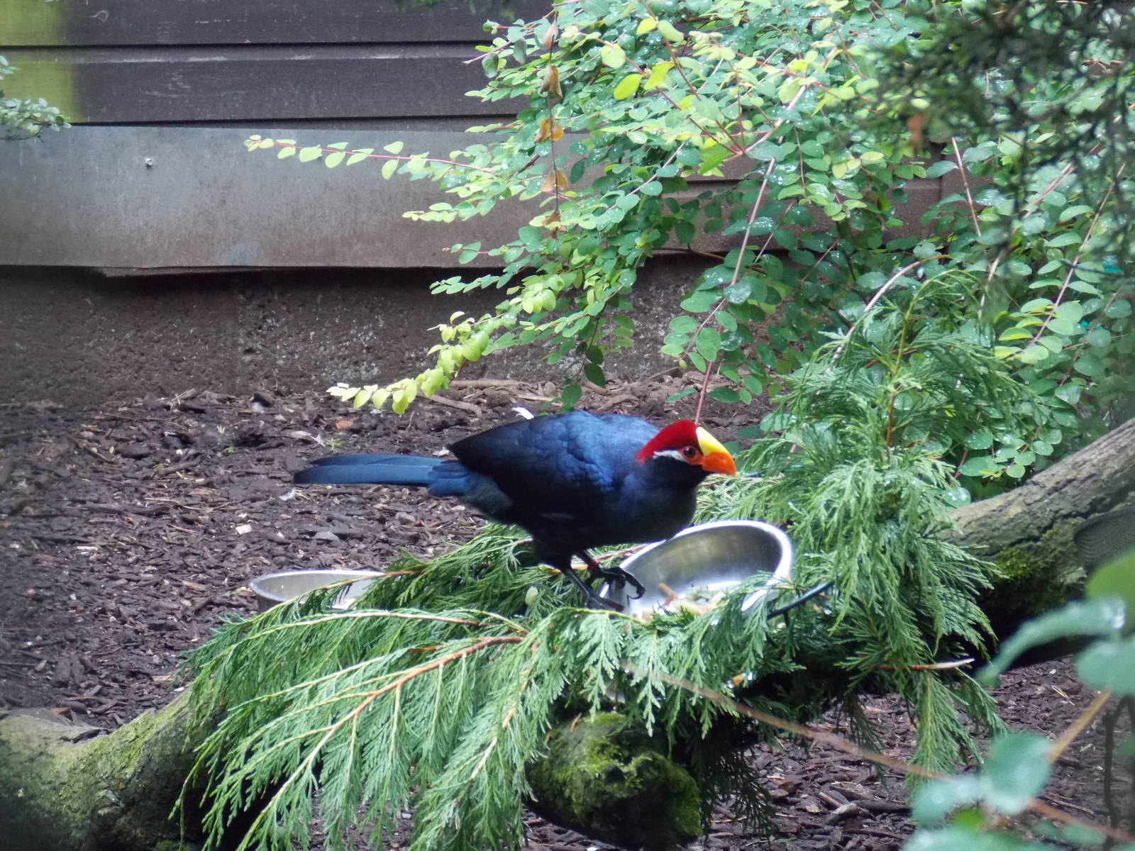 Violet Turaco
