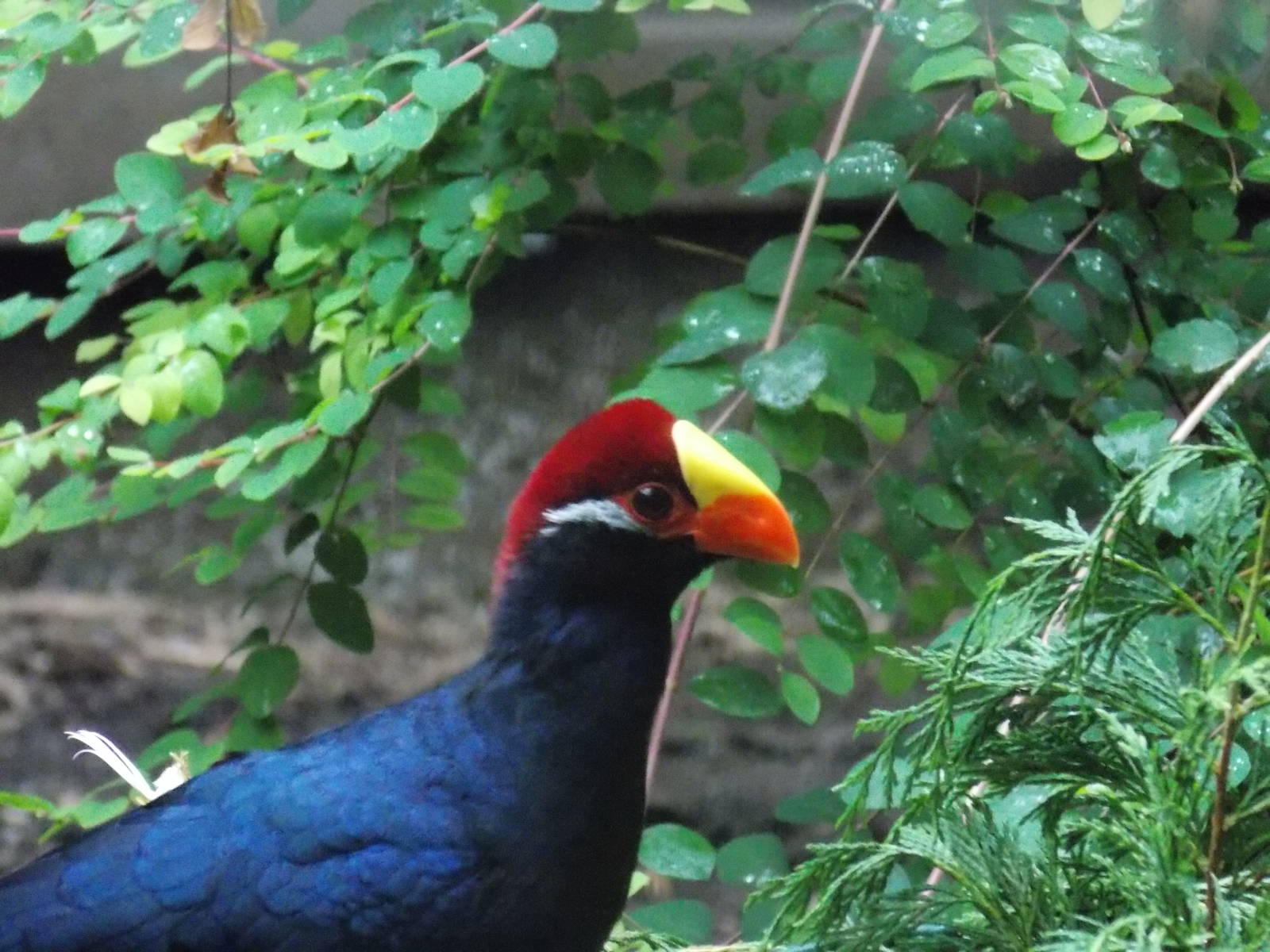 Violet Turaco