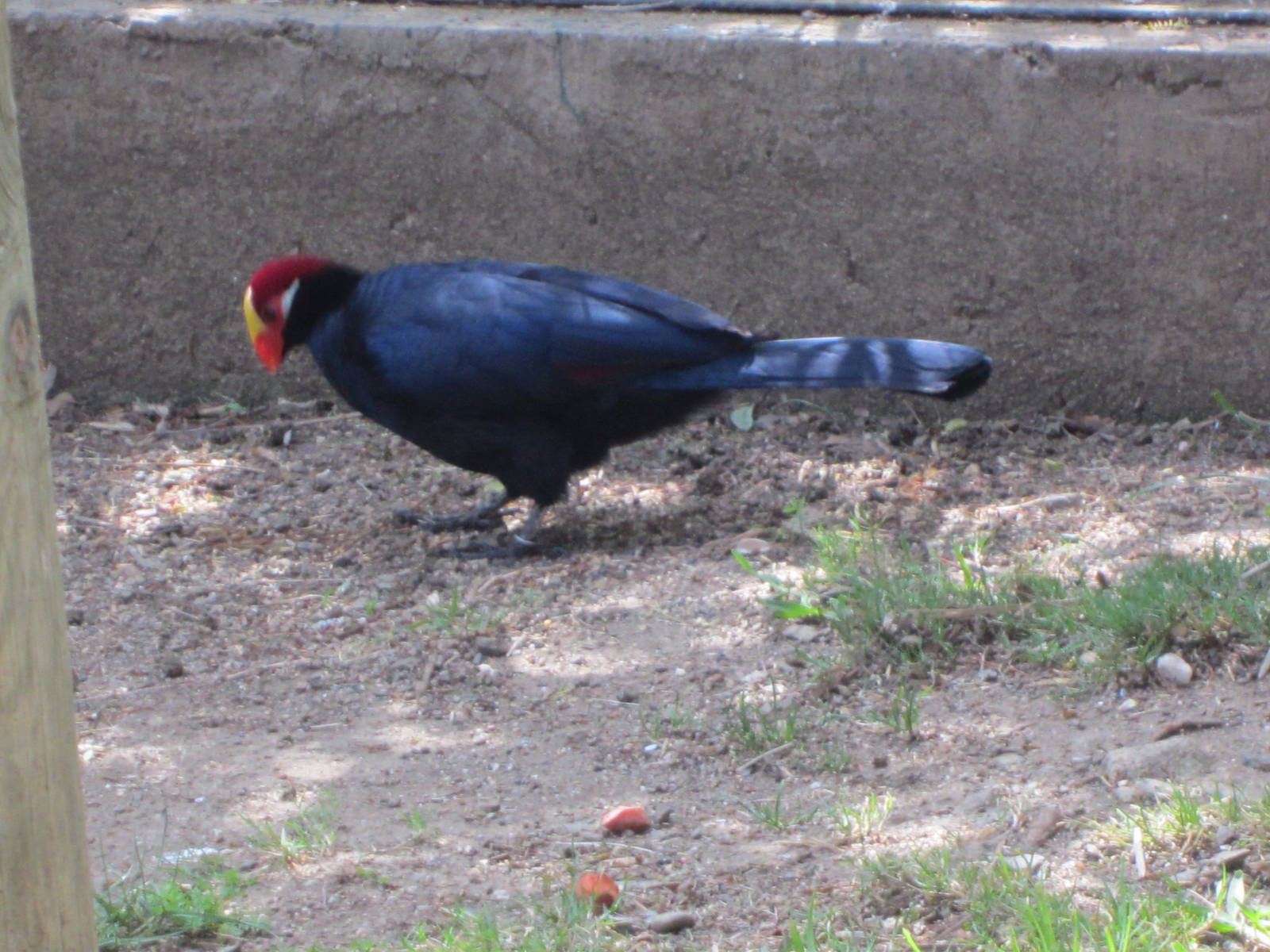 Violet Turaco