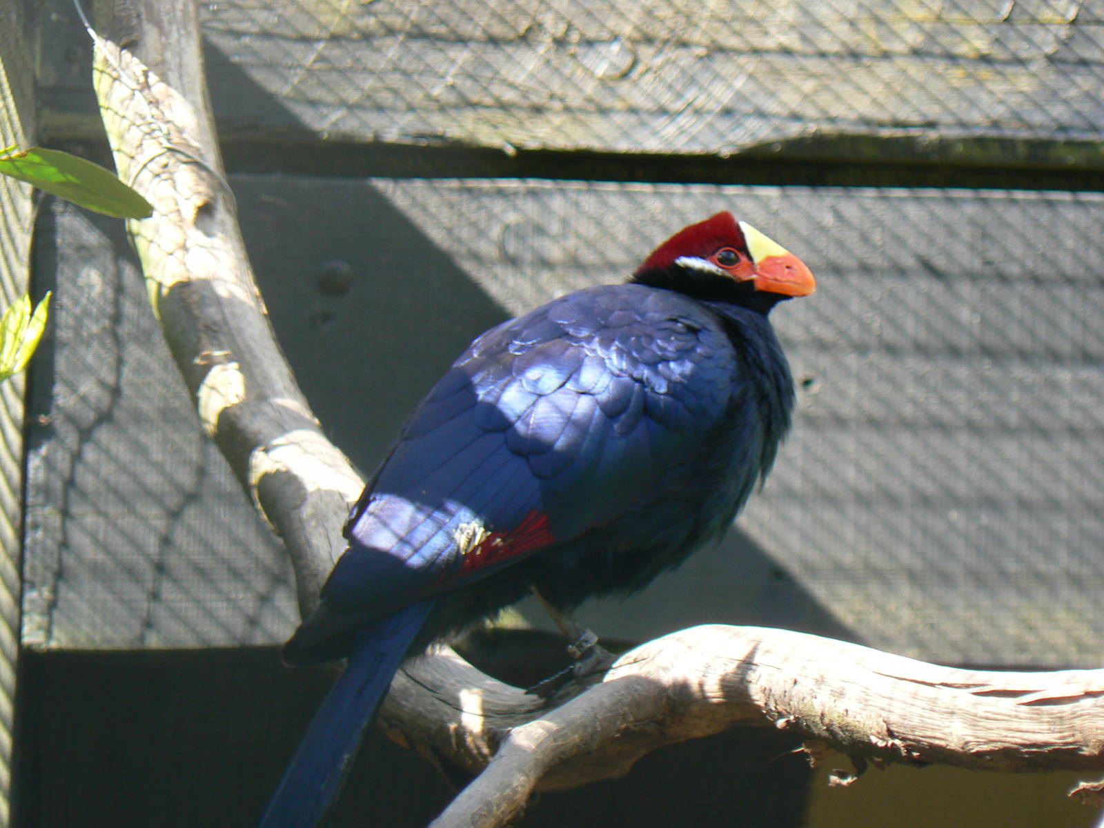 Violet Turaco
