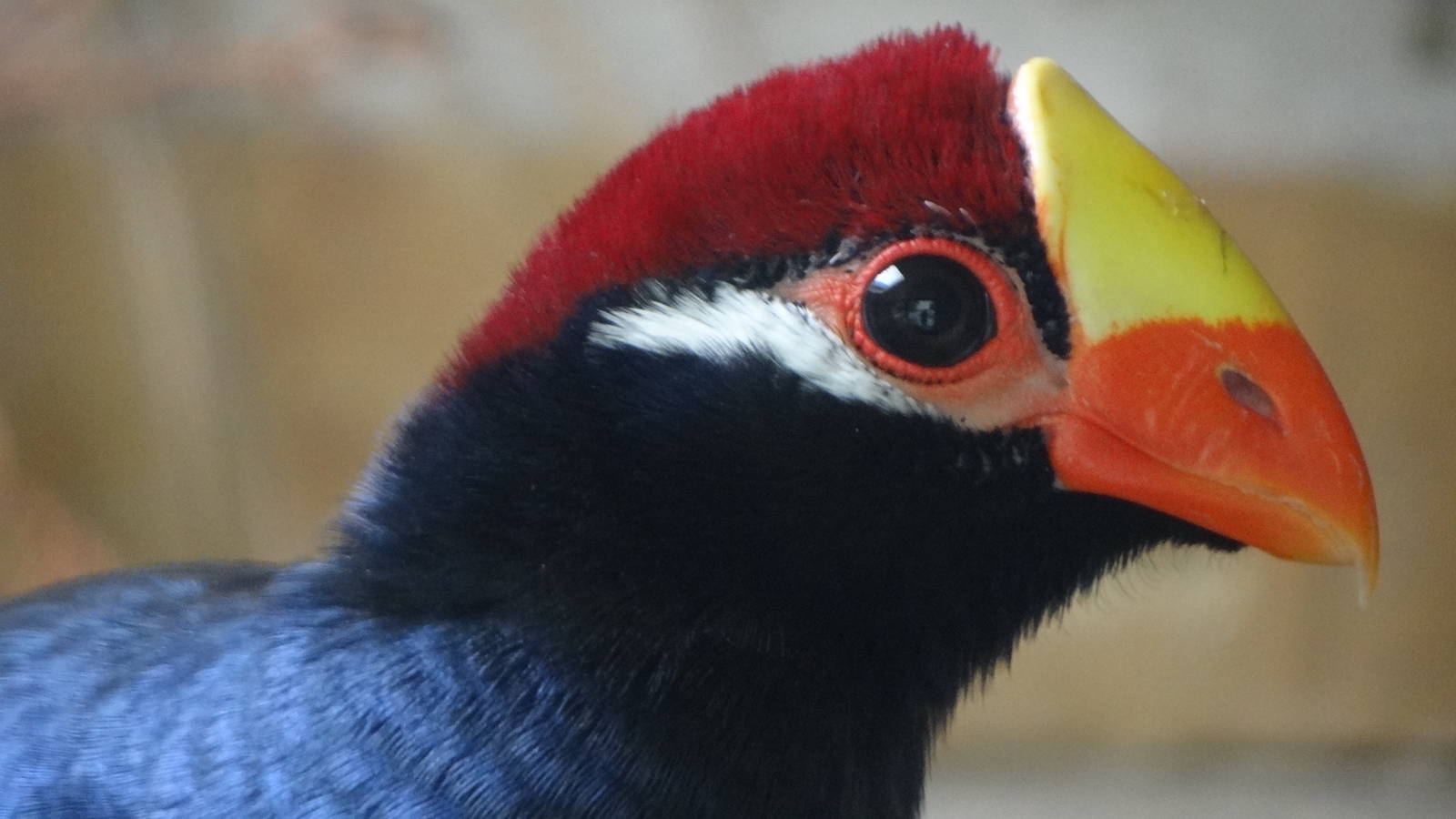 Violet Turaco