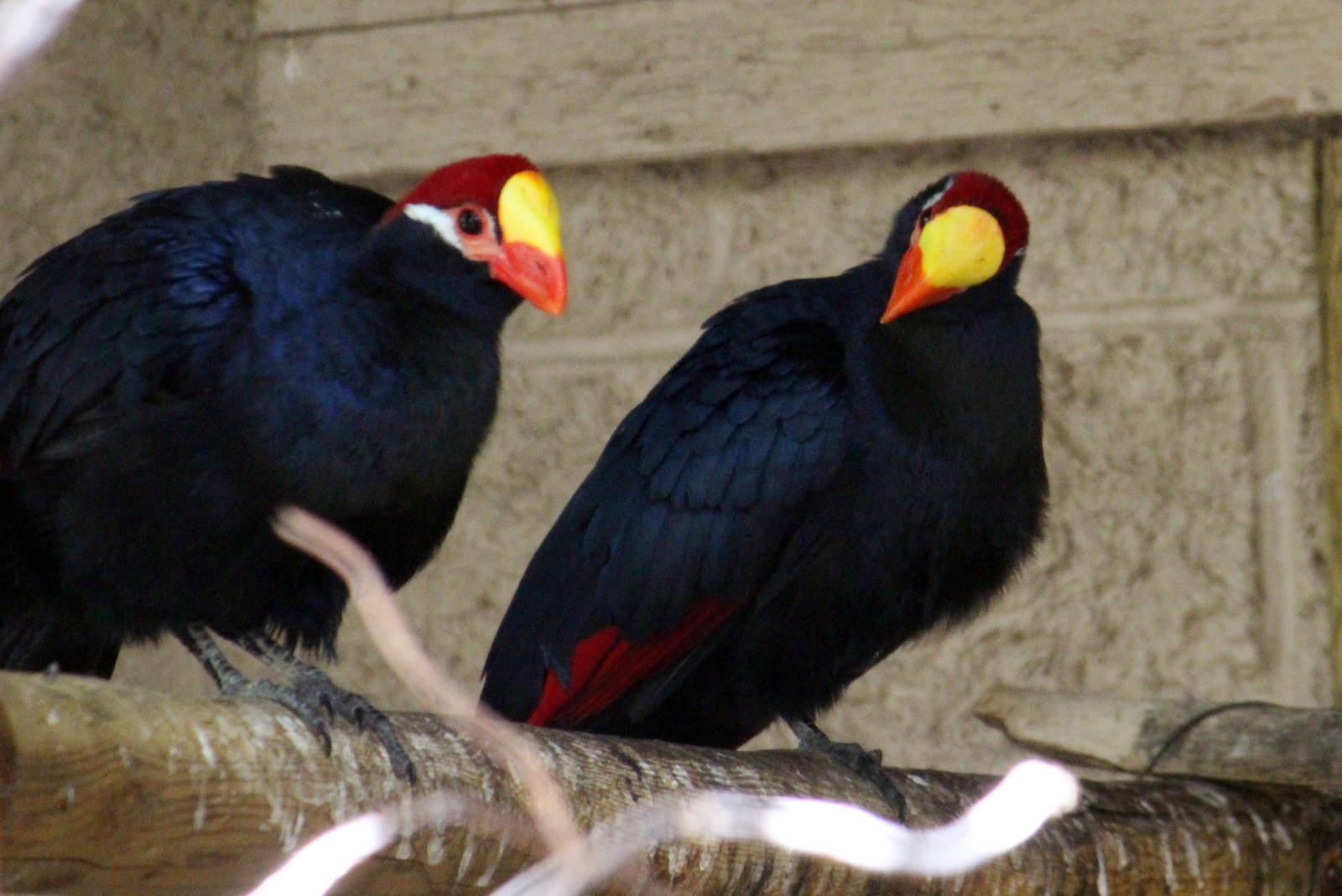 Violet Turaco