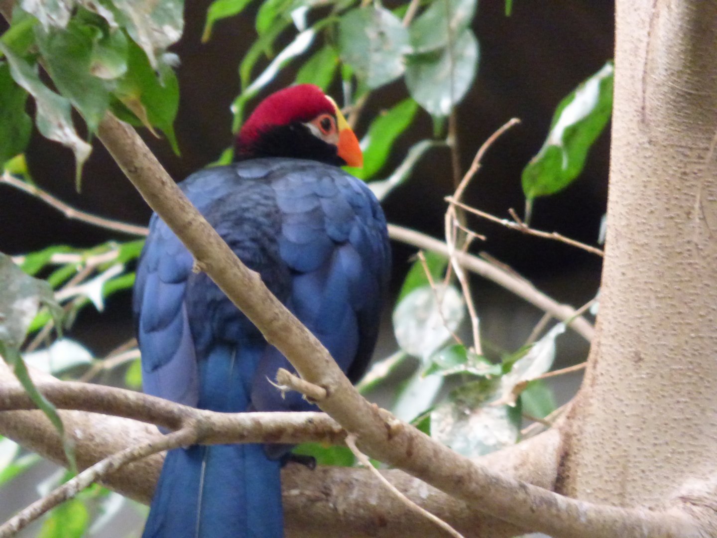 Violet Turaco