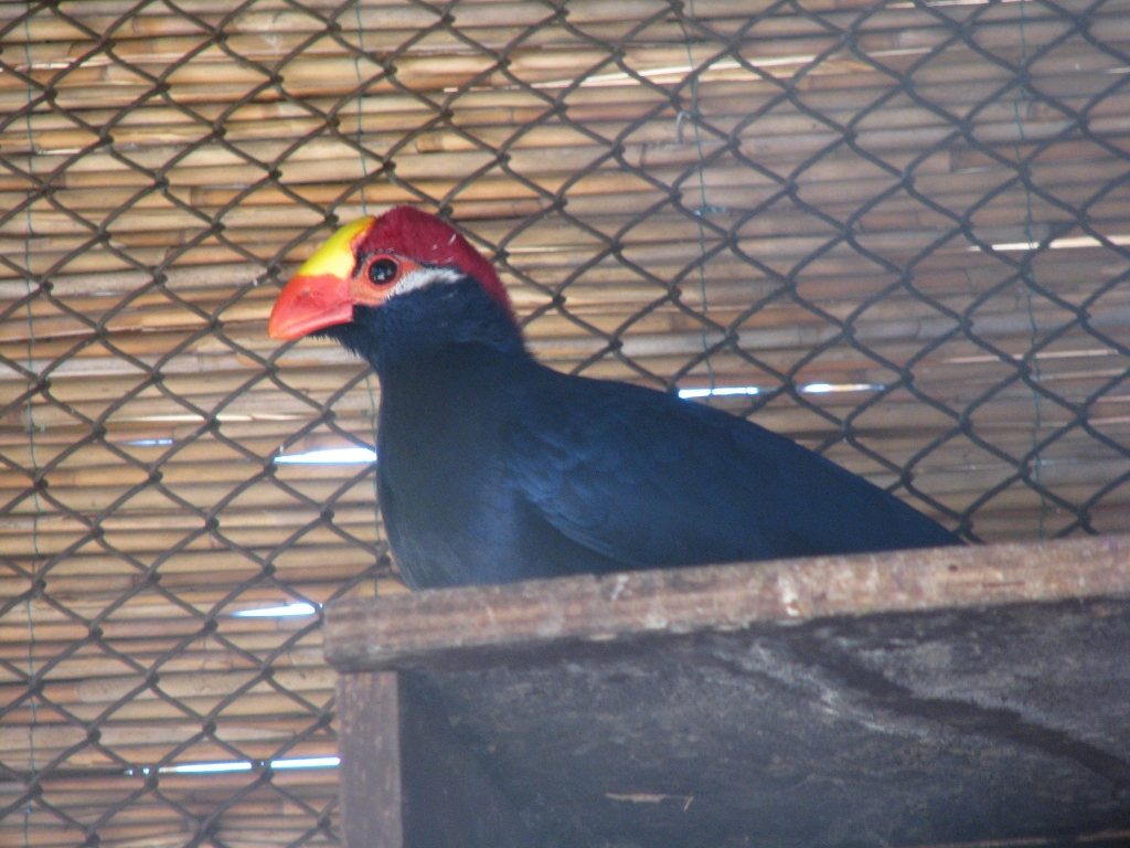 Violet Turaco