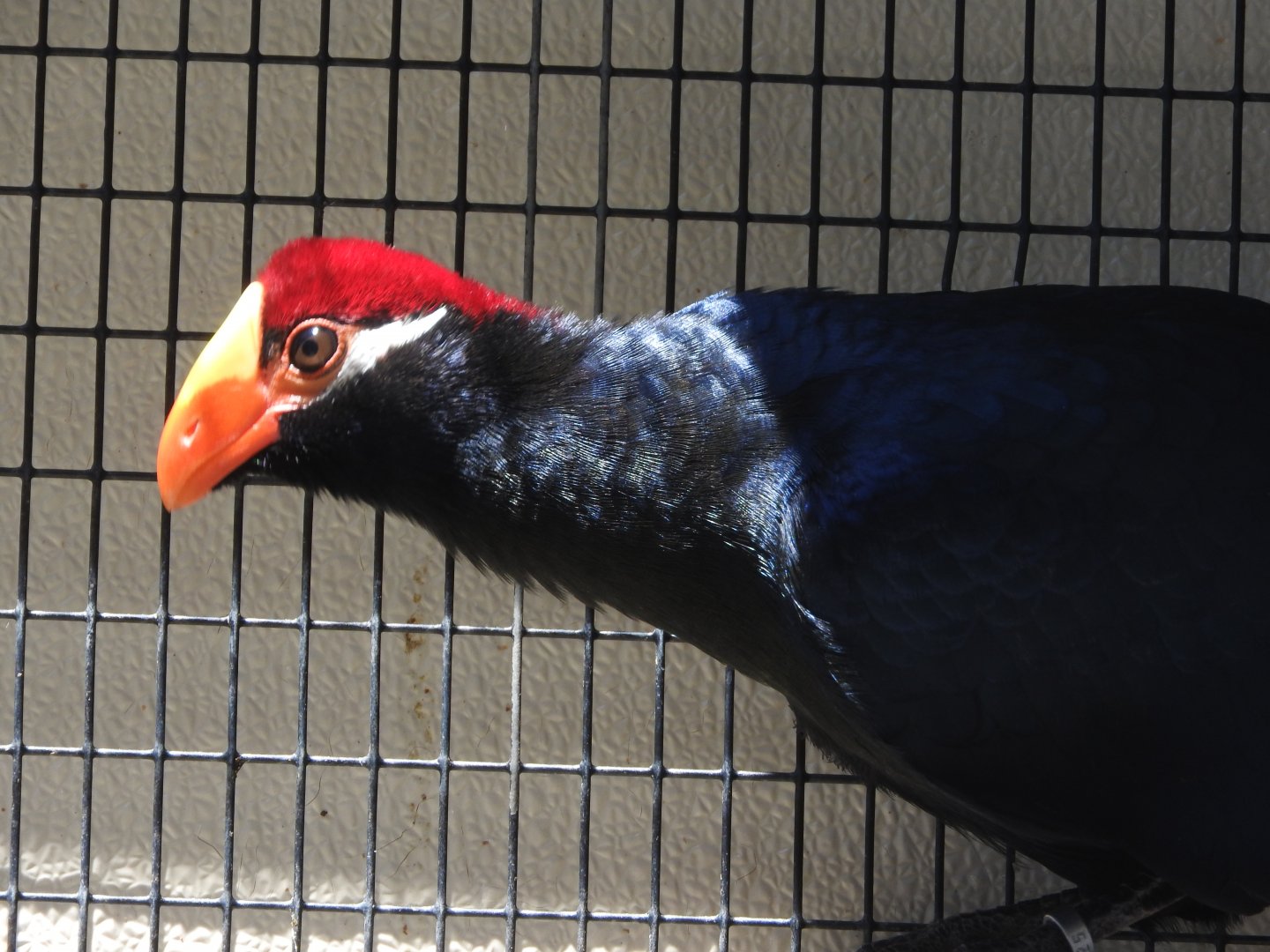 Violet Turaco