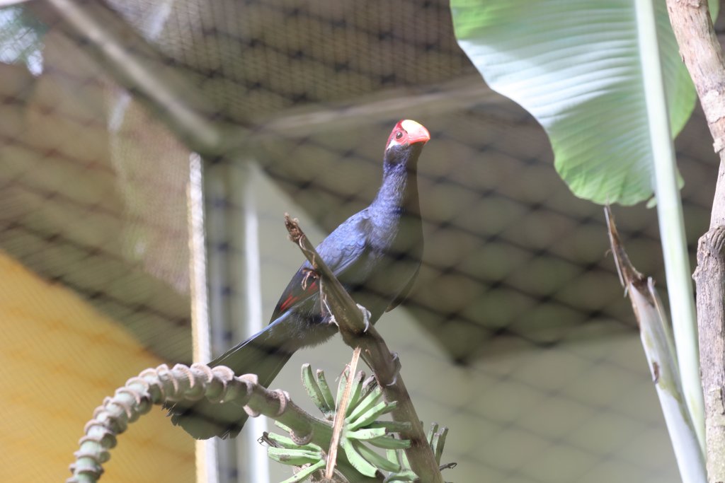 Violet Turaco