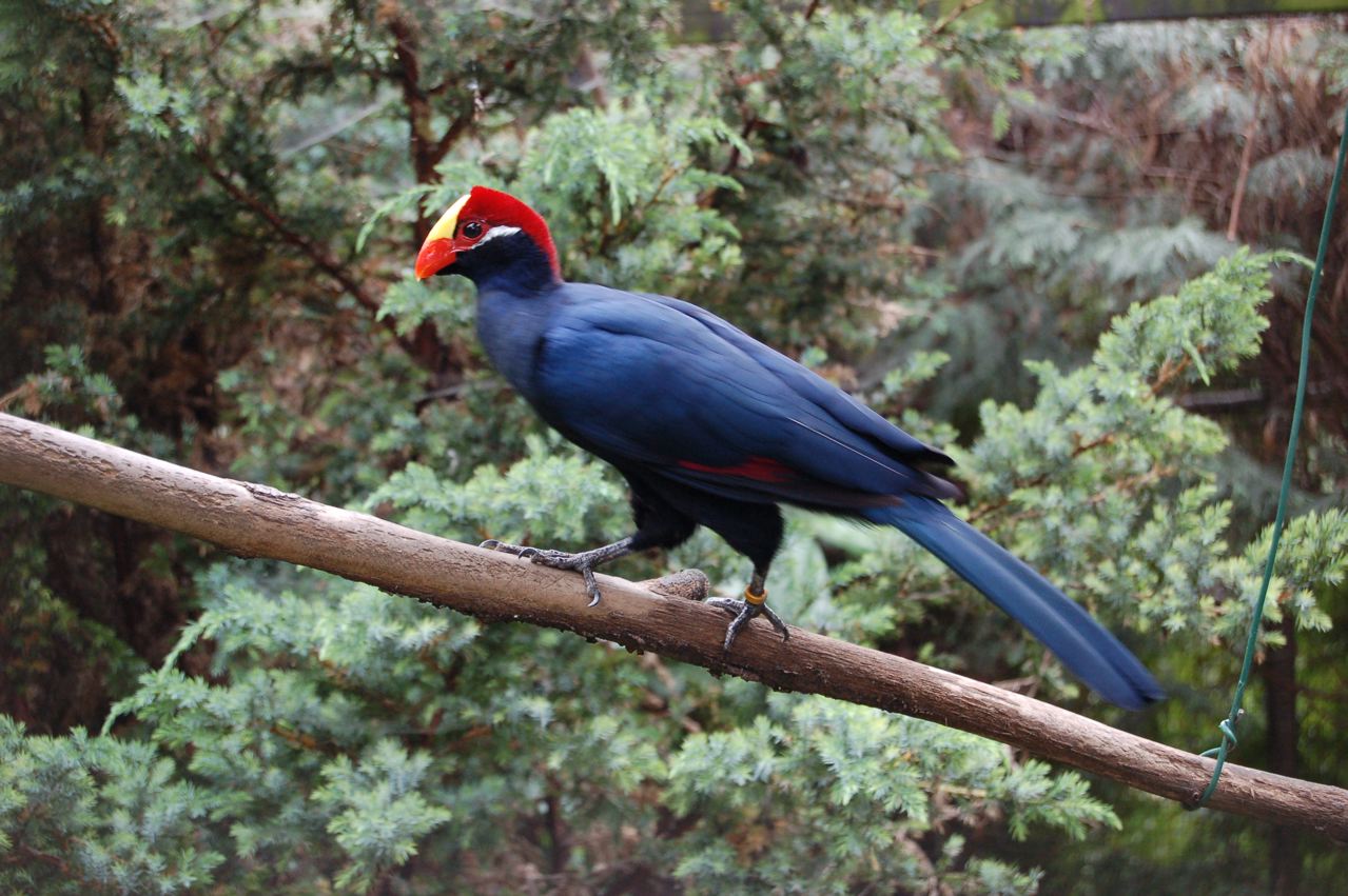 Violet turaco