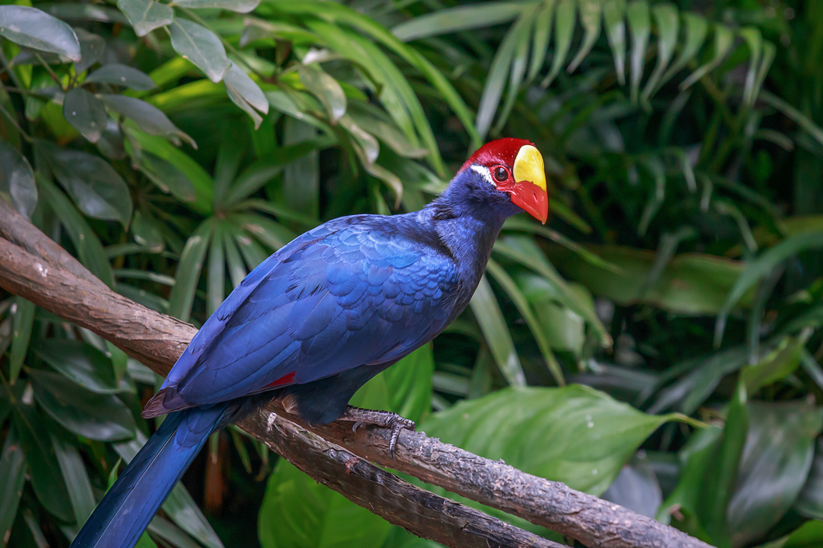 Violet turaco