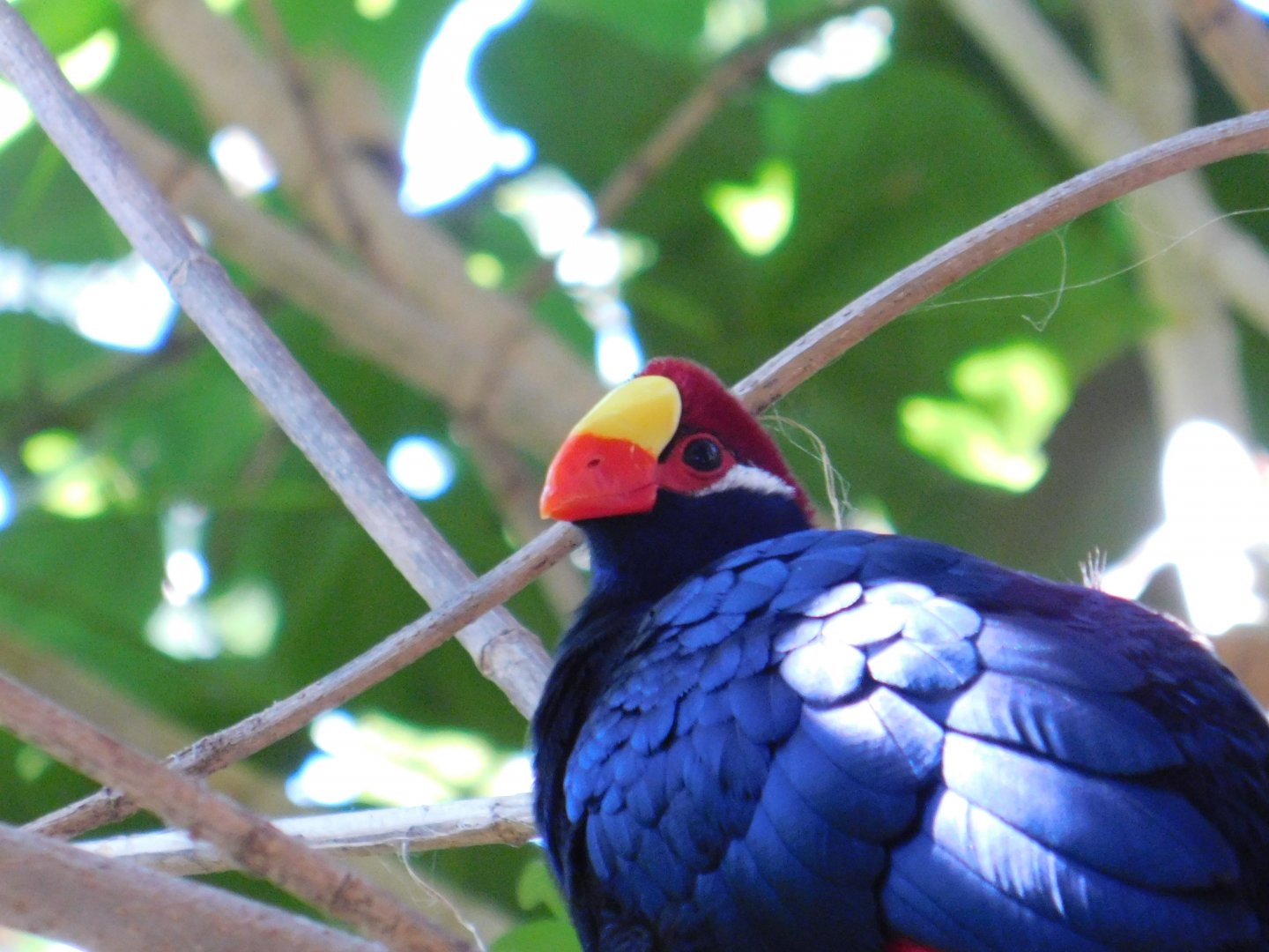 Violet Turaco