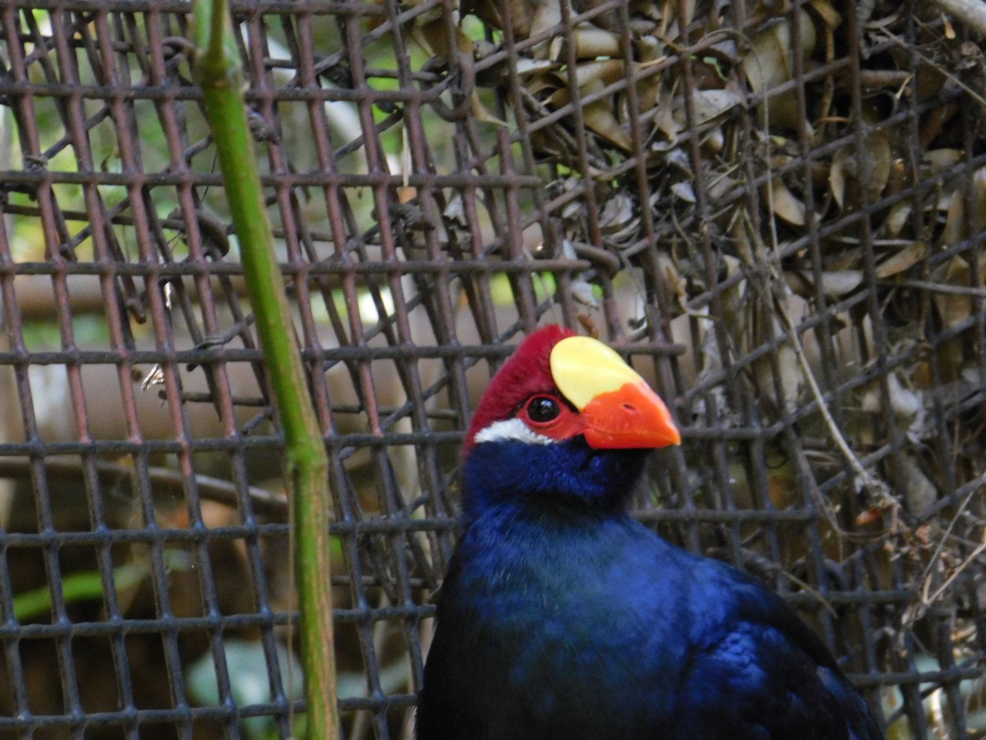 Violet Turaco