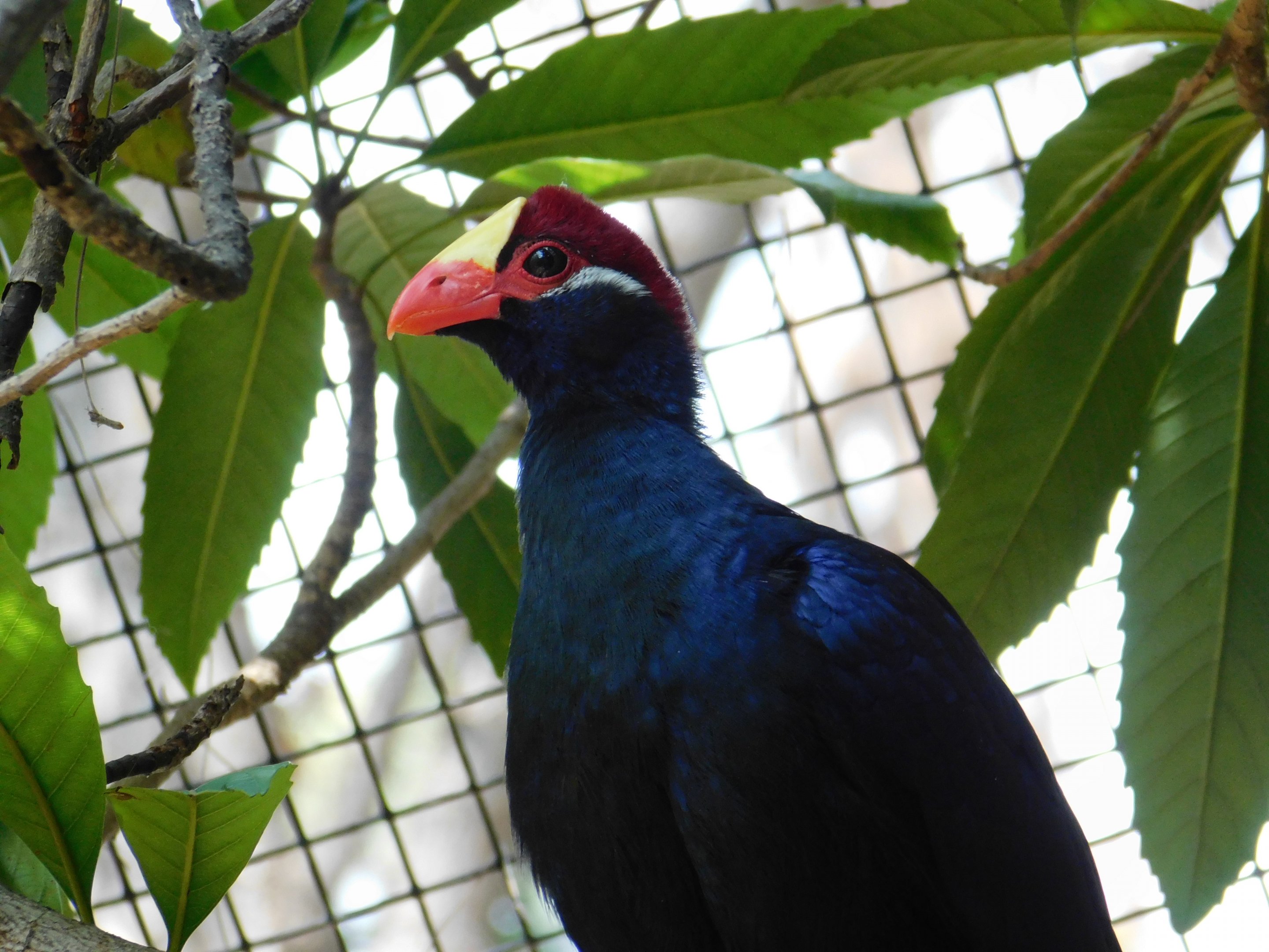 Violet Turaco