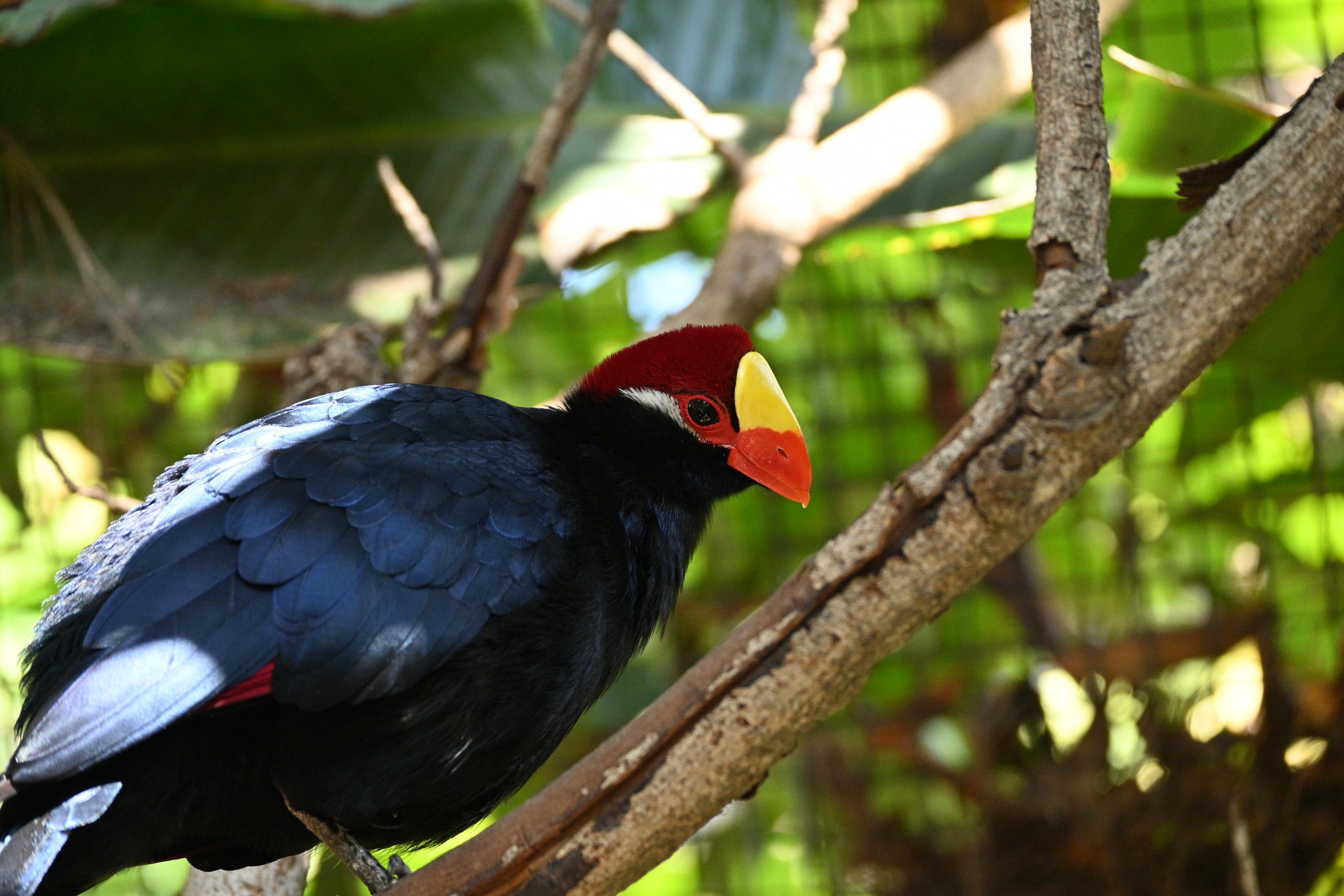 Violet Turaco