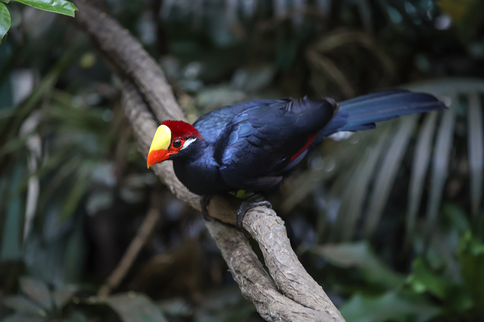 Violet turaco