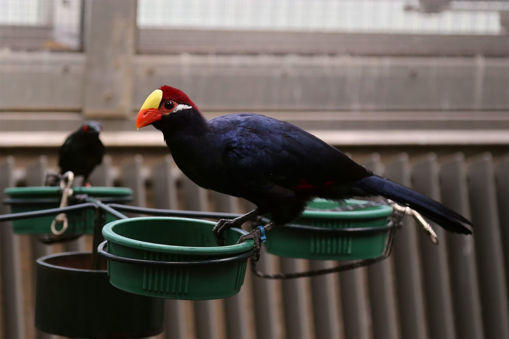 Violet Turaco
