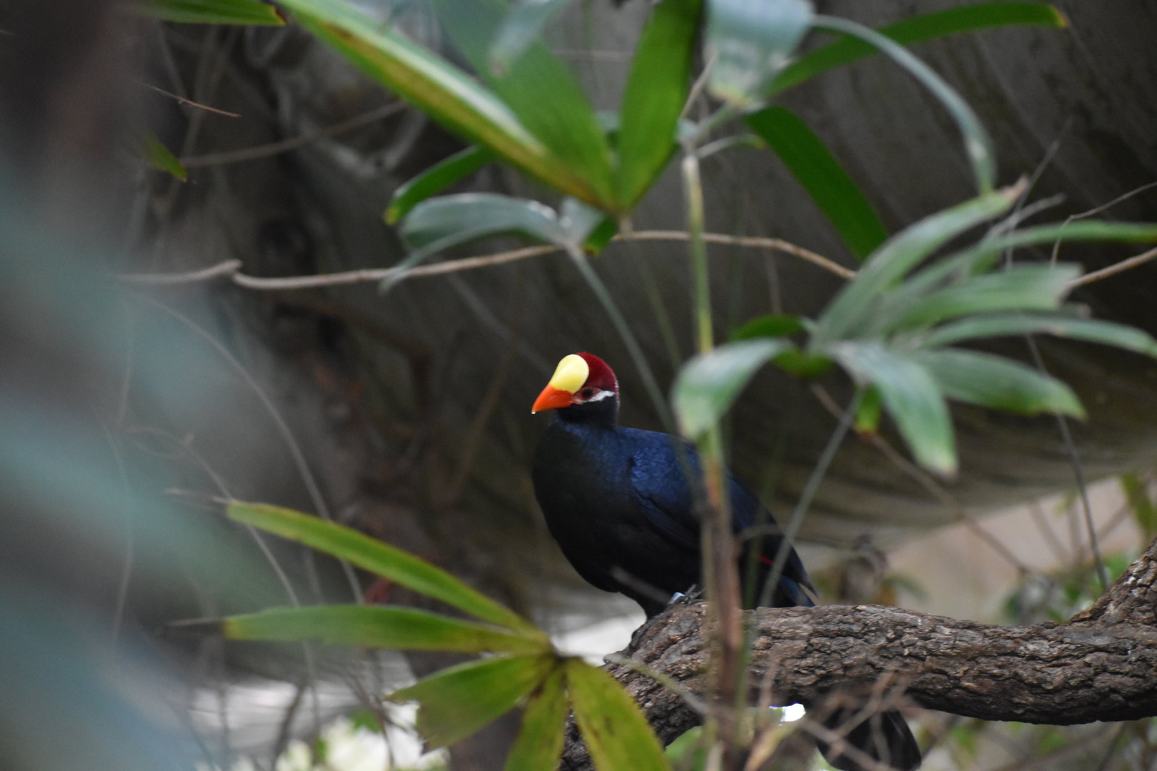 Violet Turaco