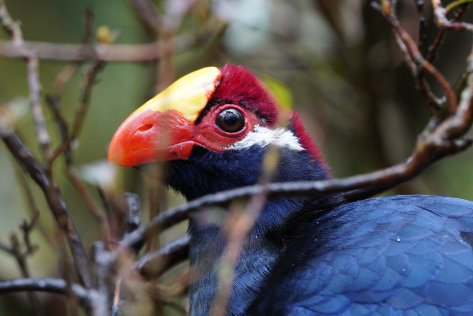Violet Turaco