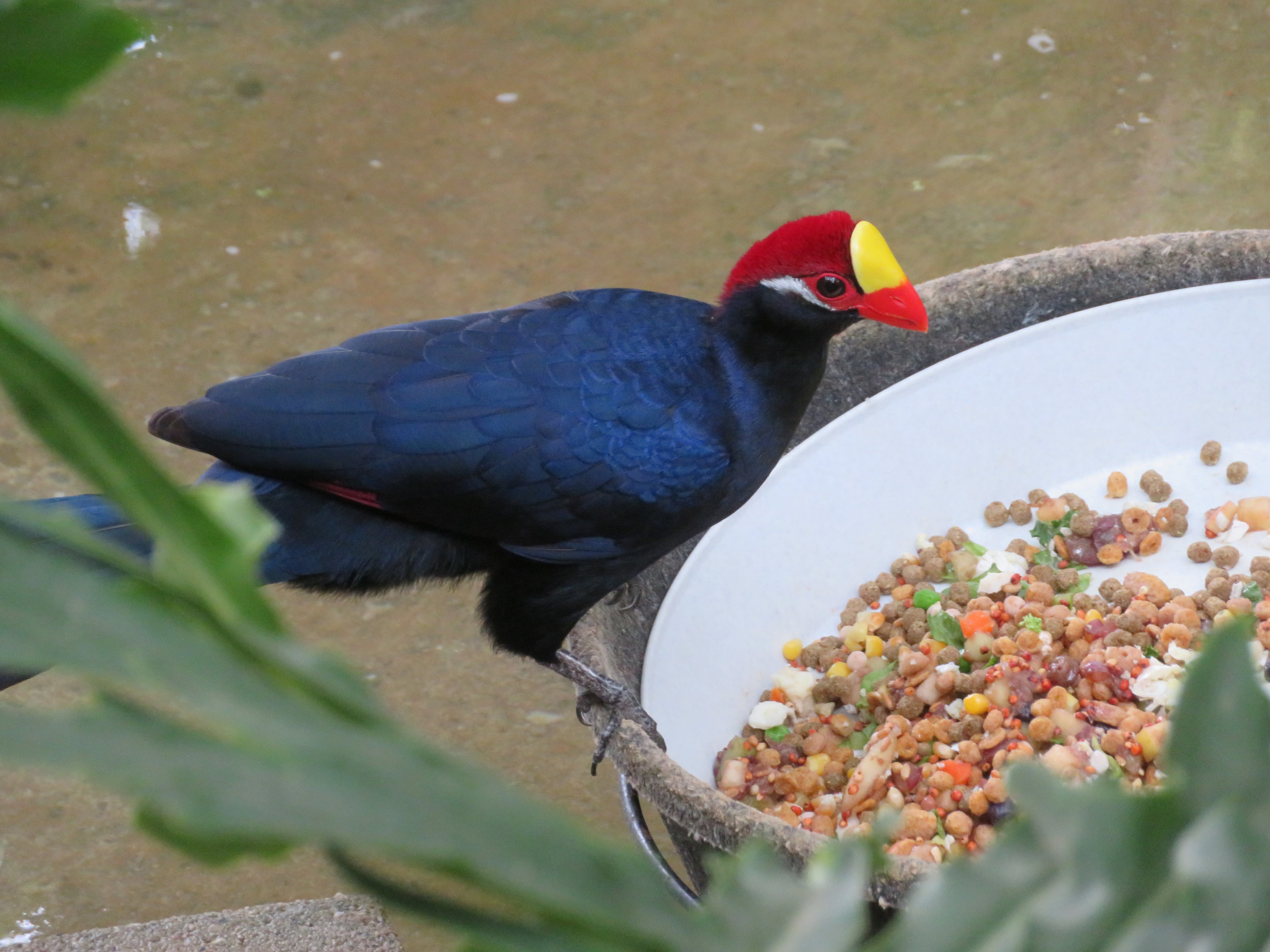 Violet Turaco