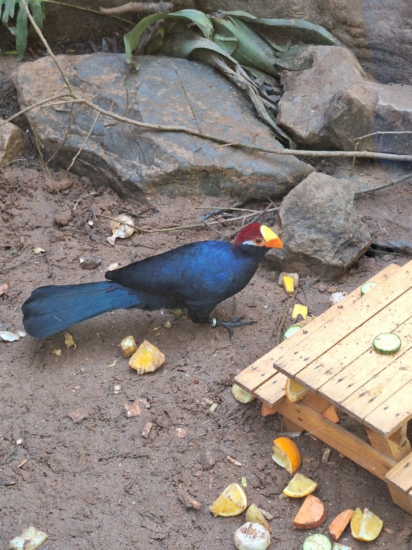 Violet Turaco