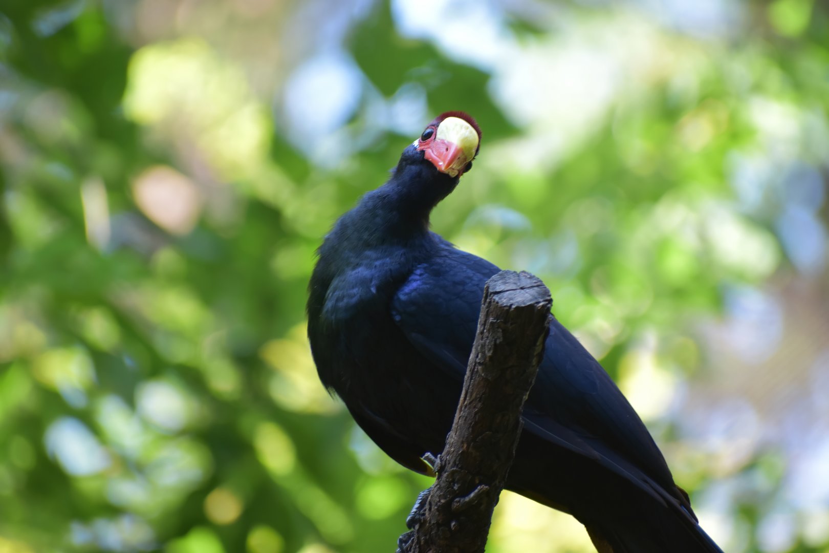 Violet Turaco